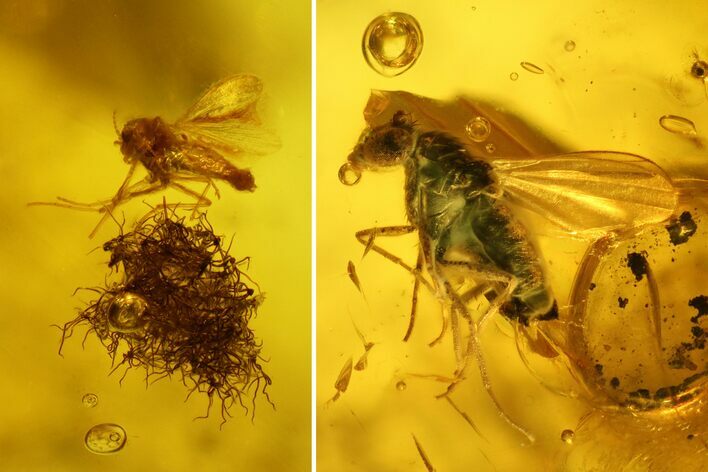 Two Fossil Flies (Diptera) In Baltic Amber #139047